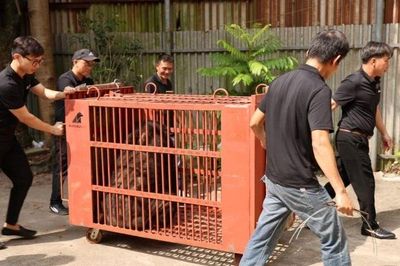 Cứu hộ thành công một cá thể gấu ngựa từ Hà Nội về Trung tâm cứu hộ Gấu Việt Nam ở Huế