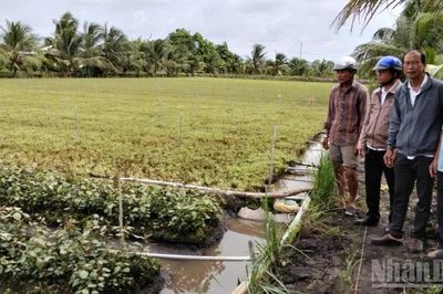Đồng Tháp đang làm rõ vụ rau màu có dấu hiệu thiệt hại bất thường