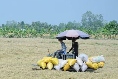 Nợ 14 tỷ đồng tiền lúa, doanh nghiệp trả mãi không nổi 3 tỷ