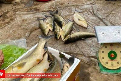 Khoảng 12 tấn cá chết trên sông Bồ chết do thiếu oxy