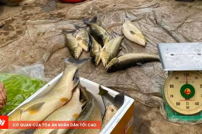 Khoảng 12 tấn cá chết trên sông Bồ chết do thiếu oxy