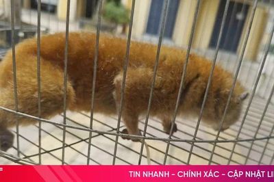 Người dân tự nguyện giao nộp cá thể culi quý hiếm