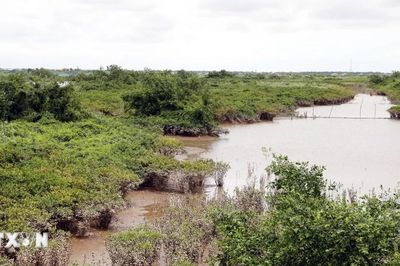 Giữ rừng ngập mặn, tạo sinh kế ổn định tại khu Ramsar đầu tiên của Việt Nam