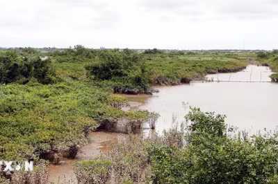 Giữ rừng ngập mặn, tạo sinh kế ổn định tại khu Ramsar đầu tiên của Việt Nam