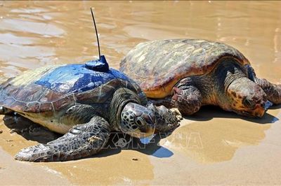 'Rùa biển săn bão' - trợ thủ trong dự báo bão nhiệt đới