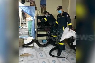 Trăn khổng lồ dài 3 mét bò vào phòng khách, cả nhà 'nổi da gà'