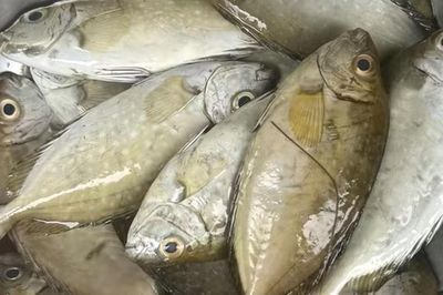 Loại cá thịt ngọt, dai lại ít tanh, đặc sản nhiều người ưa thích