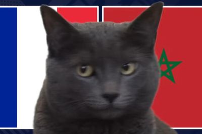 Mèo 'tiên tri' dự đoán kết quả trận Pháp vs Morocco: Lựa chọn gây sốc