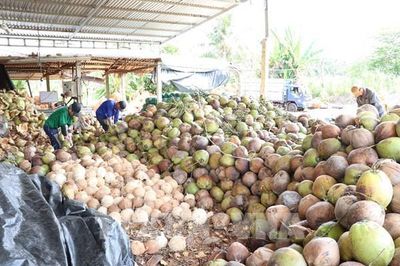 Khi trái dừa hữu cơ Vĩnh Long được gắn định vị để ra thế giới