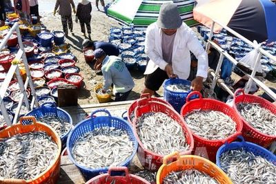 Mùa cá Nam khởi sắc, ngư dân trúng đậm cá cơm