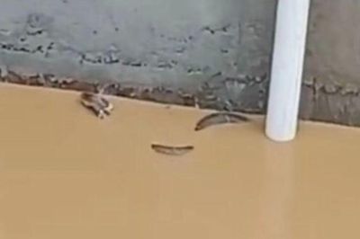 Hơn 900 con rắn thoát khỏi trang trại sau lũ lớn ở Trung Quốc, người dân hoảng loạn vì có trường hợp bị cắn