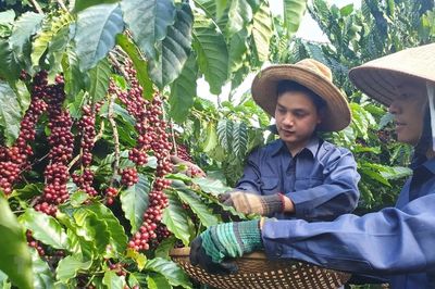 Xuất khẩu cà phê Việt Nam tăng lượng giảm giá và bài học nâng cao giá trị từ EU