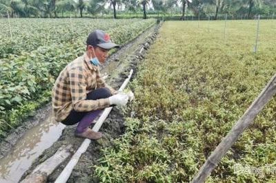 Đồng Tháp: Nhiều diện tích rau màu thiệt hại bất thường