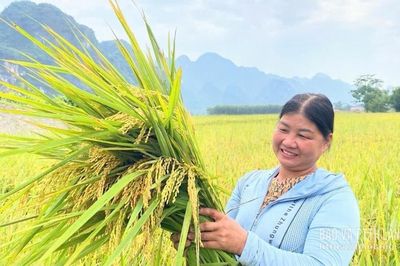 Ươm mùa vàng từ giống mới