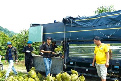 Bảo đảm an ninh trật tự mùa thu hoạch sầu riêng