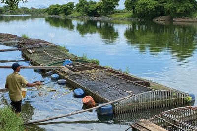 Giữ ôxy cho sông Bồ, giữ mùa nuôi an toàn
