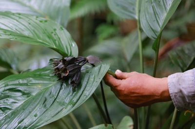 Chấp thuận chủ trương đầu tư dự án trồng rừng gỗ lớn kết hợp dược liệu