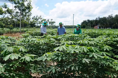 Bài 3: Sắn nhiều, nguyên liệu cho ethanol vẫn chưa chắc đủ