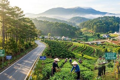 Lâm Đồng rà soát toàn diện quy hoạch lâm nghiệp để phát triển dự án