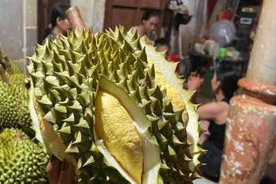 Sầu riêng Krông Nô: HTX học cách xây dựng thương hiệu gắn với sở hữu trí tuệ