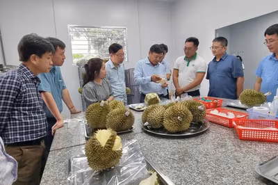 Sầu riêng tăng tốc xuất khẩu nhờ siết chặt truy xuất nguồn gốc toàn diện