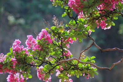 Có nên trồng hoa tường vi trước cửa nhà?