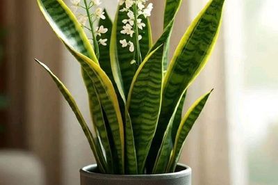 Có nên trồng cây lưỡi hổ trong nhà?