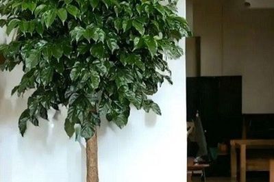 Có nên trồng cây Hạnh Phúc trong nhà? 4 vị trí trồng đẹp nhất để thu hút tài lộc