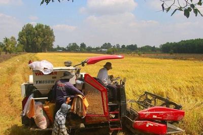Giá lúa gạo hôm nay 9/7/2026: Trong nước ổn định, xuất khẩu trái chiều