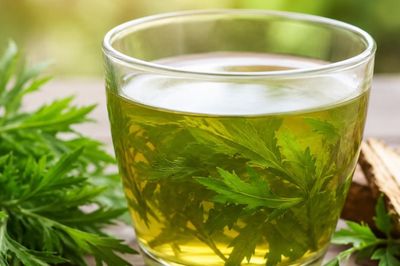Có nên uống nước lá đinh lăng thay nước lọc hàng ngày?