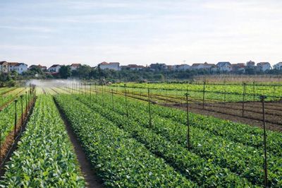 Hà Nội siết chặt kiểm soát rau an toàn bằng mô hình quản lý an toàn thực phẩm