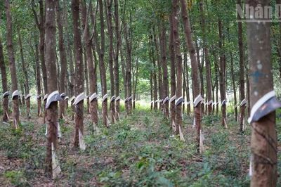 Chủ tịch Thượng viện Campuchia kêu gọi thúc đẩy thương mại biên giới với Việt Nam