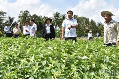 Đồng Tháp huy động ngành chuyên môn tìm nguyên nhân vụ rau màu thiệt hại bất thường