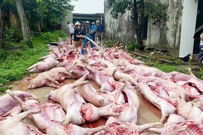 Sét đánh mất điện, hơn 550 con lợn chết ngạt làm thiệt hại 5,5 tỷ đồng