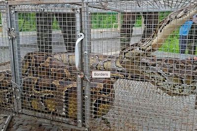 Trăn khủng bò vào vườn nhà dân ở Phú Thọ