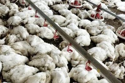 Mất điện làm hơn 2 vạn con gà chết ngạt