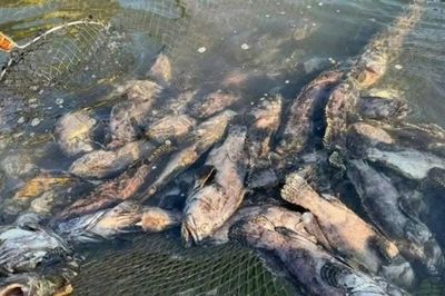 Cá chết trắng lồng, ngư dân Cát Bà khốn đốn