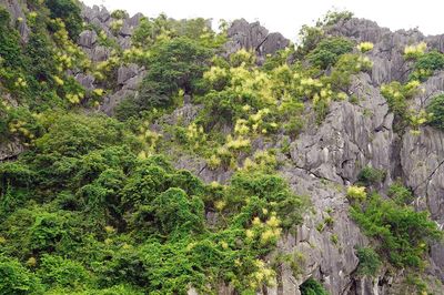Cây phất dụ núi nở hoa, nhuộm vàng núi đá vịnh Hạ Long