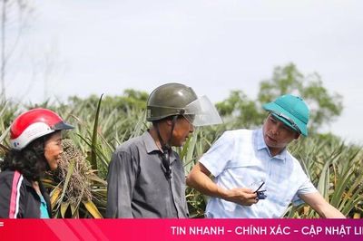 Sở NN&MT Hà Tĩnh thông tin về việc liên kết trồng dứa tại xã Cẩm Lạc
