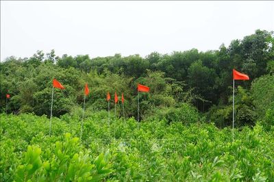Làm sáng tỏ căn cứ xác minh thông tin mộ liệt sĩ tập thể tại khu vực Câu Nhi