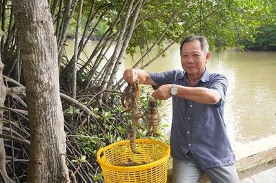 Nuôi tôm sinh thái dưới tán rừng: Hướng đi xanh cho kinh tế ven biển