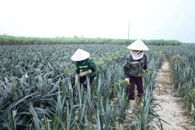 Xuân Hòa phát triển kinh tế trang trại bền vững