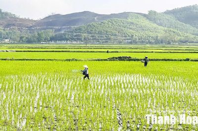 Chủ động ứng phó thiên tai trong sản xuất vụ mùa