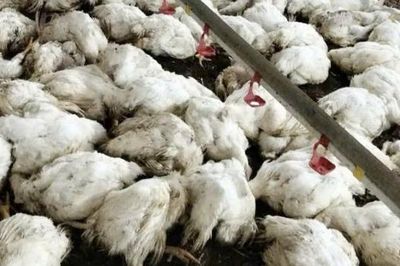 Bắc Ninh: Một hộ chăn nuôi thiệt hại khoảng 20.000 con gà do mất điện đột ngột