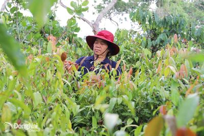 Chương trình OCOP, động lực phát triển kinh tế nông thôn bền vững