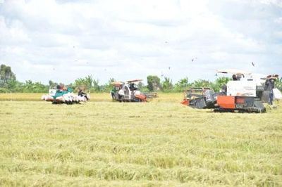 Nỗi niềm trên những cánh đồng vàng