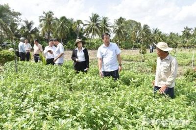 Đồng chí Nguyễn Phước Thiện khảo sát thực tế vùng rau ăn lá bị thiệt hại chưa rõ nguyên nhân
