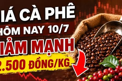 Giá cà phê hôm nay 10/7: Giảm mạnh trên diện rộng