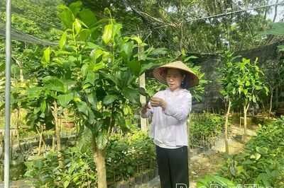 Từ đam mê đến thương hiệu Trà hoa vàng