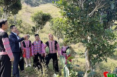 Chiềng Hặc đẩy mạnh phát triển kinh tế nông nghiệp hàng hóa